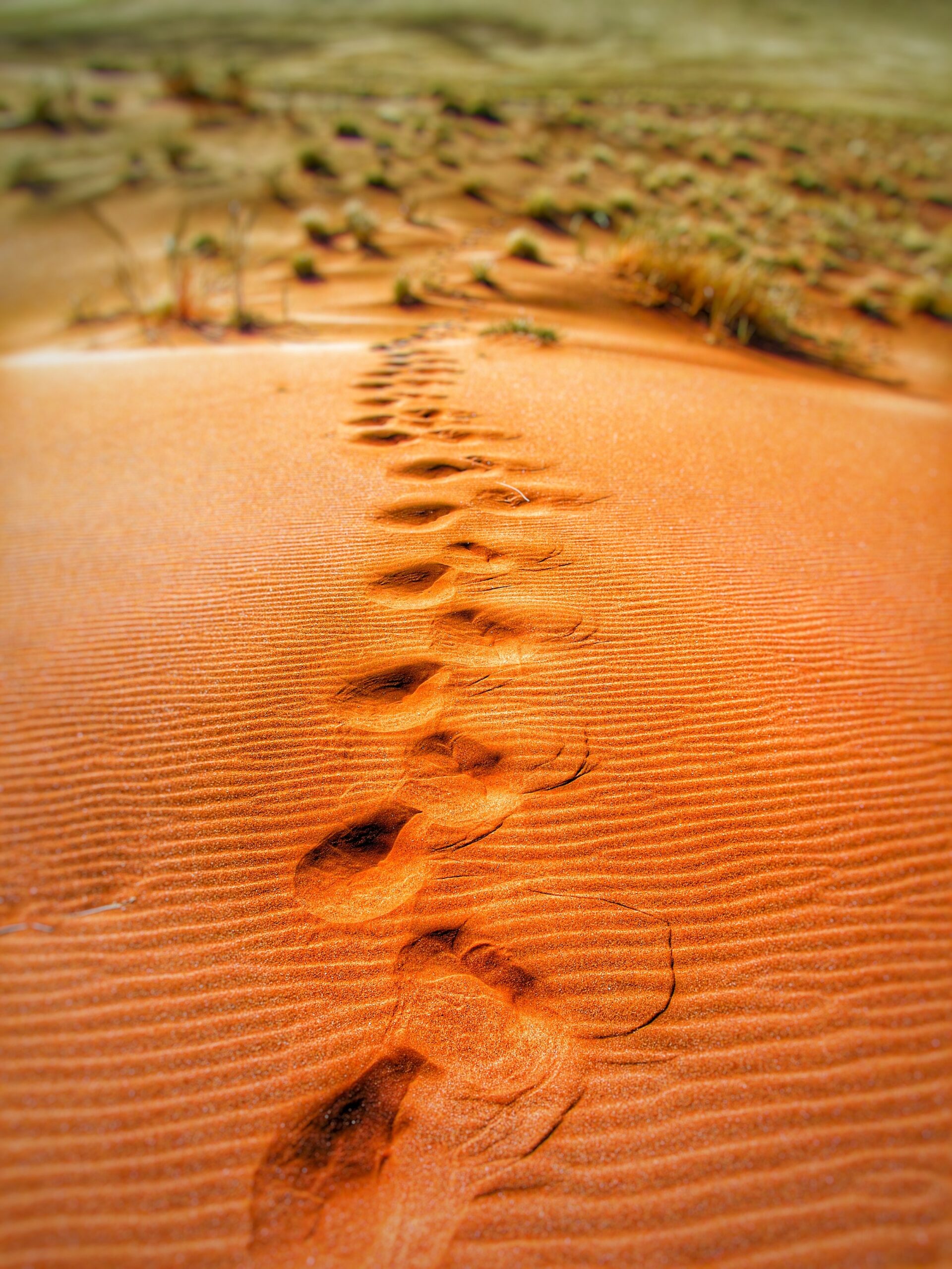 desert-dune-dunes-65562 desert-dune-dunes-65562