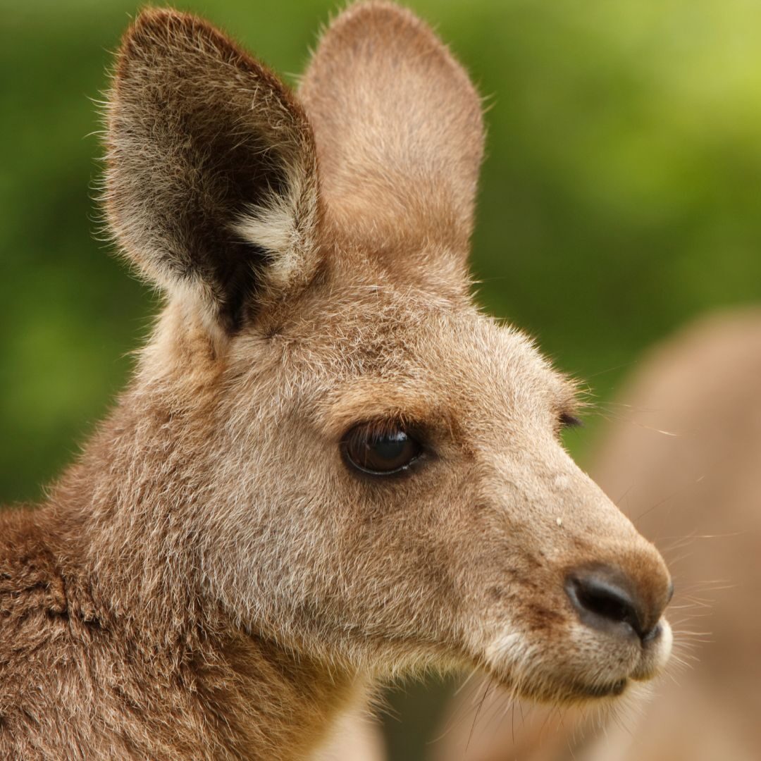 Kangaroo Profile Kangaroo Head